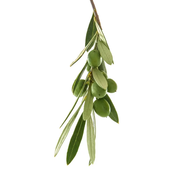 Twig with leaves and olives — Stock Photo, Image