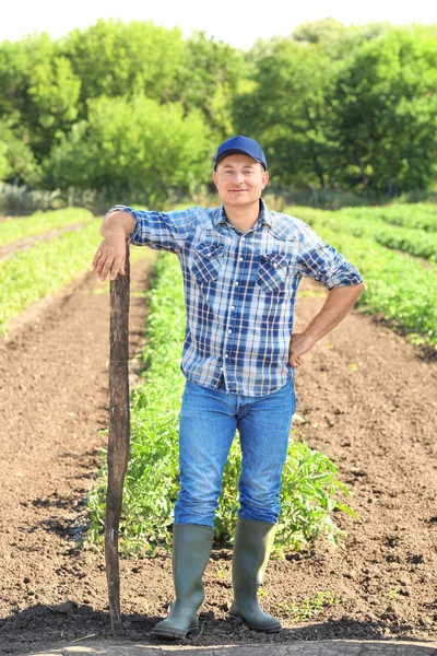 Agricultor maduro con azada en el campo en el campo —  Fotos de Stock