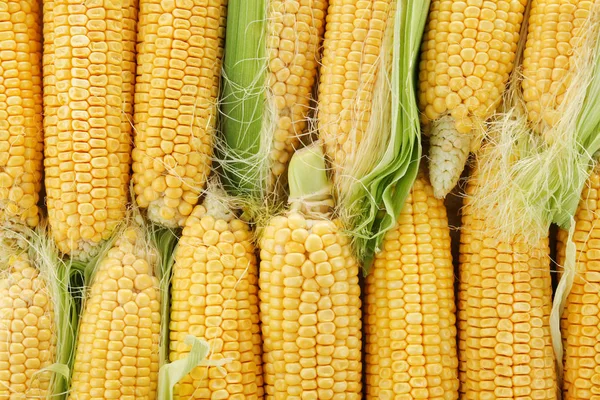 Birçok olgun mısır koçanı