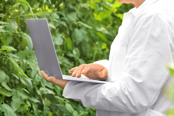 Agricultor usando laptop em estufa — Fotografia de Stock