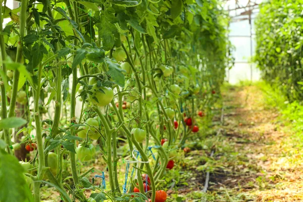 Tomato plants in greenhouse — Stock Photo, Image
