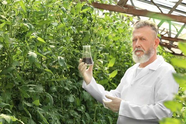 Mature farmer holding flask with soil in greenhouse — Stock Photo, Image