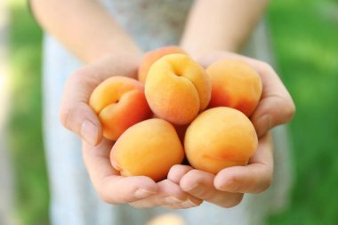 Kadın tutarak taze kayısı