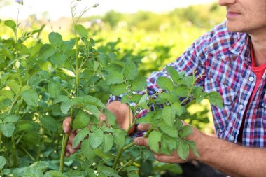 Alanda yeşil bitkiler ile birlikte oturan olgun çiftçi