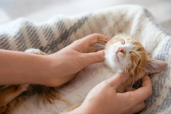 Söta lilla kattunge — Stockfoto