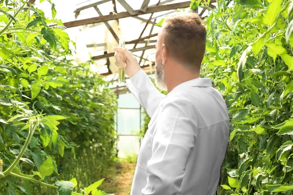 Agricultor com frasco em estufa — Fotografia de Stock