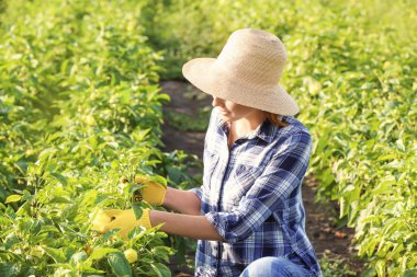 Alanında çalışan genç kadın çiftçi