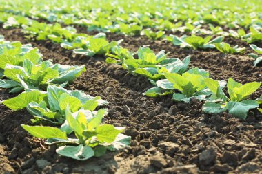 Genç lahana lahanası alanındaki