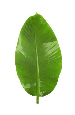 yeşil muz yaprağı 