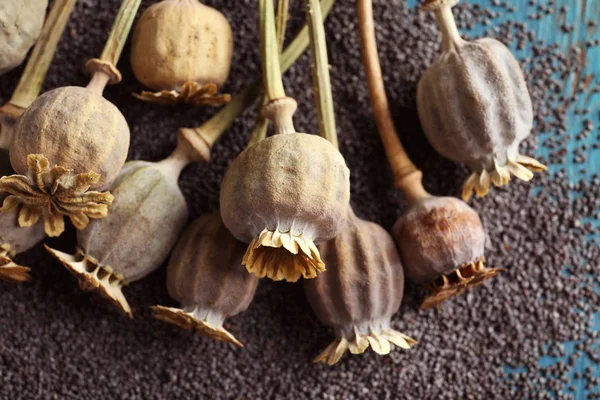 Dried poppy heads — Stock Photo, Image