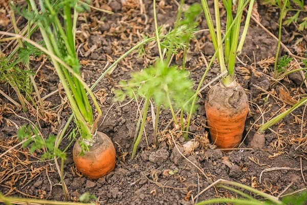 Rijpe wortelen in tuin — Stockfoto