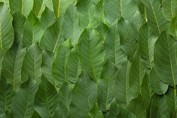 緑のクルミの木の葉 — ストック写真