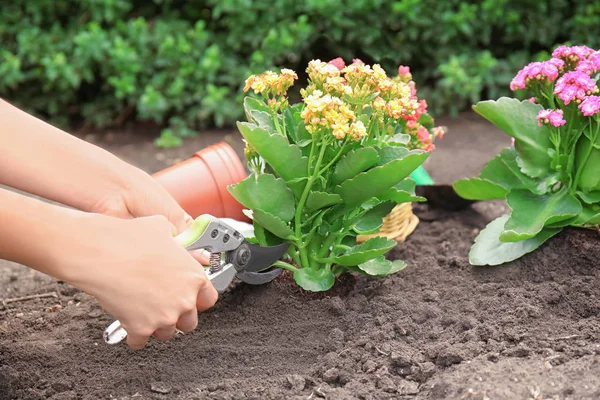 Mujer usando podadora para flores —  Fotos de Stock