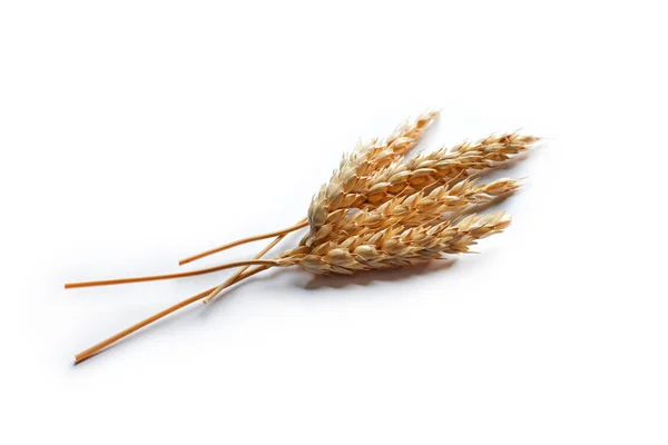 Olgun doğal buğday — Stok fotoğraf