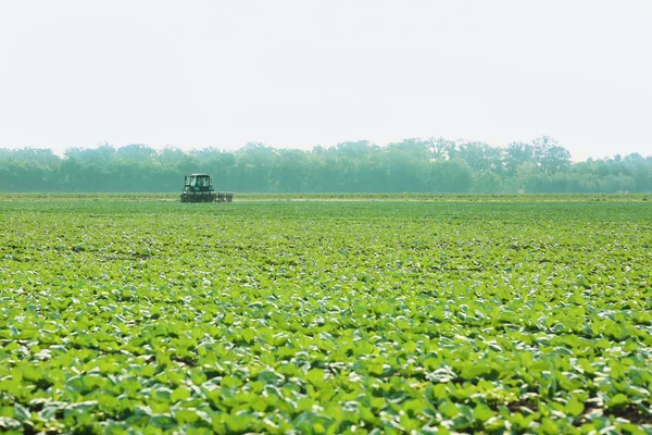 Ruas kubis dengan traktor — Stok Foto