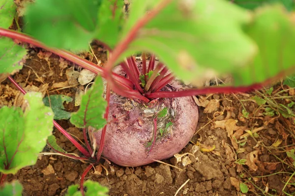 Ripe beet in garden