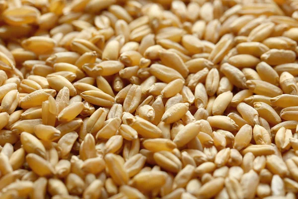 Sementes de trigo maduro — Fotografia de Stock