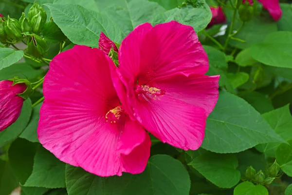 Hermosa malva rosa —  Fotos de Stock