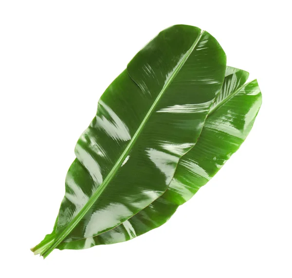녹색 바나나 잎 — 스톡 사진