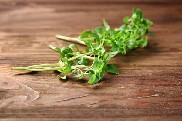 Orégano aromático fresco — Foto de Stock