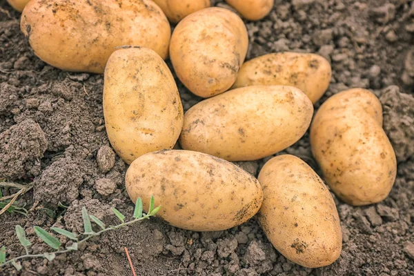Dojrzałych ziemniaków w ogrodzie — Zdjęcie stockowe