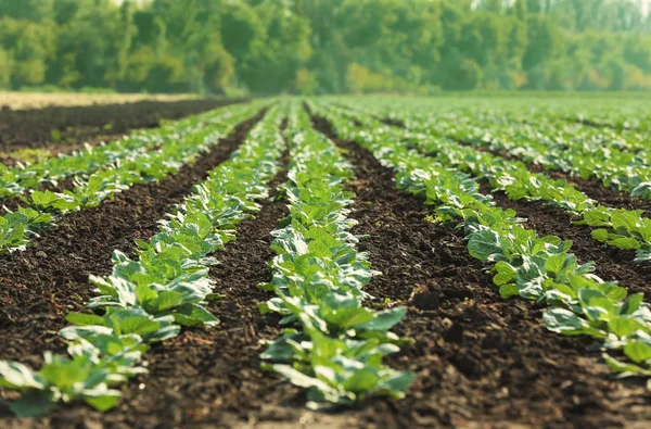 Cabbage sprouts in field — Stock Photo, Image