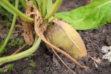 Olgun kök bitki bahçesinde