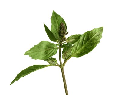 taze fesleğen bitki 