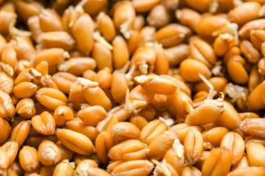  buğday çim tohumları 