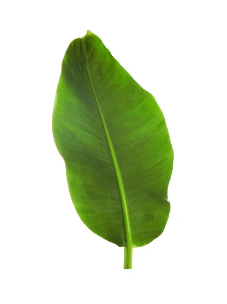 Green banana leaf — Stock Photo, Image