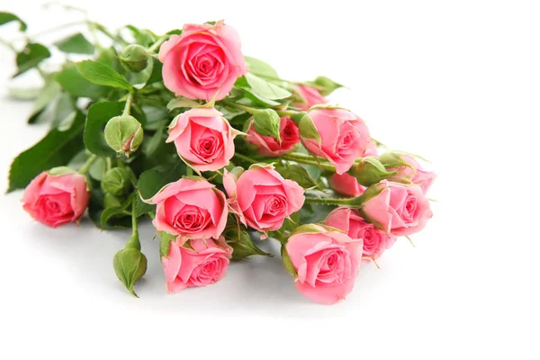 Hermosas rosas sobre blanco —  Fotos de Stock