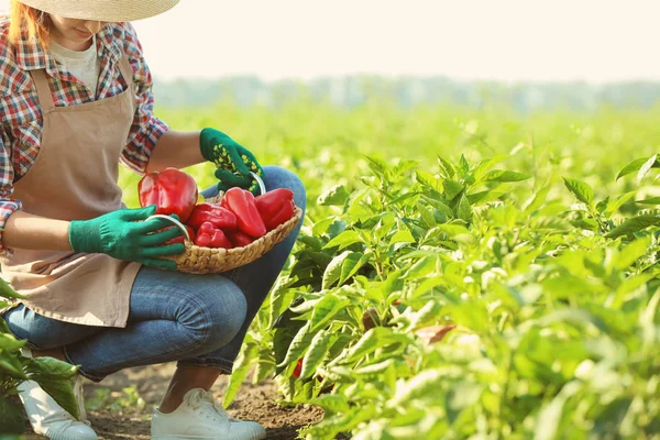 Exploitante agricole travaillant dans le champ — Photo