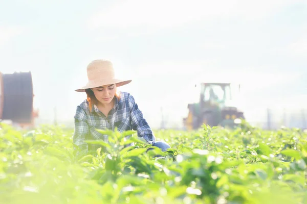 Jóvenes agricultoras trabajando en el campo —  Fotos de Stock