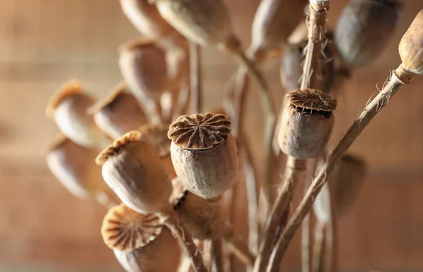 Bouquet de têtes de pavot, gros plan — Photo