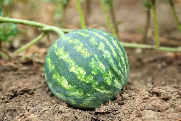 Watermelon in garden — Stock Photo, Image