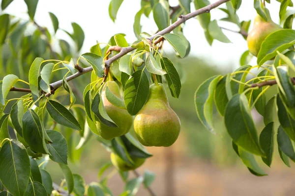 Pir di cabang pohon di kebun buah — Stok Foto