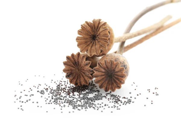 Dried poppy seed pods — Stock Photo, Image