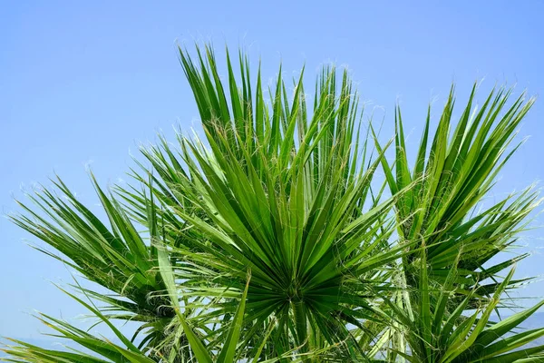 Beautiful tropical palm — Stock Photo, Image