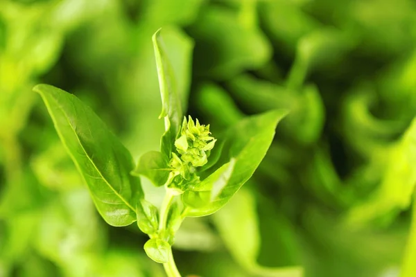 Fresh basil plant — Stock Photo, Image