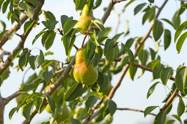 Poires sur branche d'arbre dans le jardin fruitier — Photo