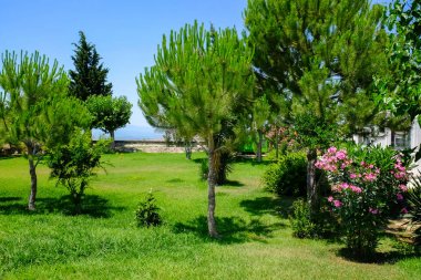 Peyzaj tasarımı ile güzel bitki 