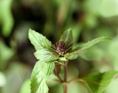 taze fesleğen bitki 