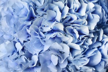 Güzel Ortanca Çiçekleri