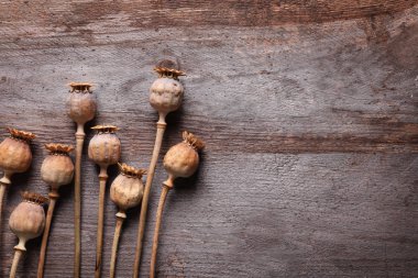 kurutulmuş haşhaş başkanları