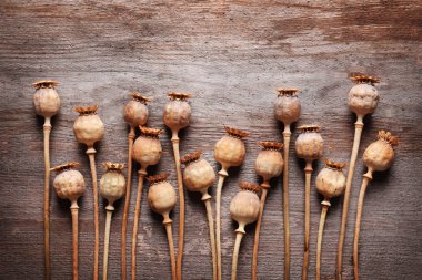 kurutulmuş haşhaş başkanları