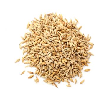 buğday çim tohumları