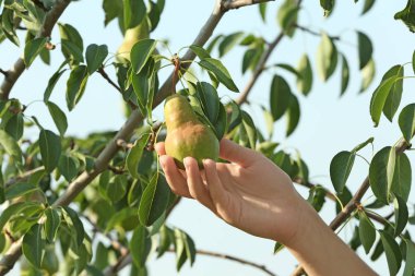 Kadın malzeme çekme armut ağacından meyve bahçesi