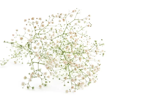 Gyönyörű gypsophila virágok — Stock Fotó