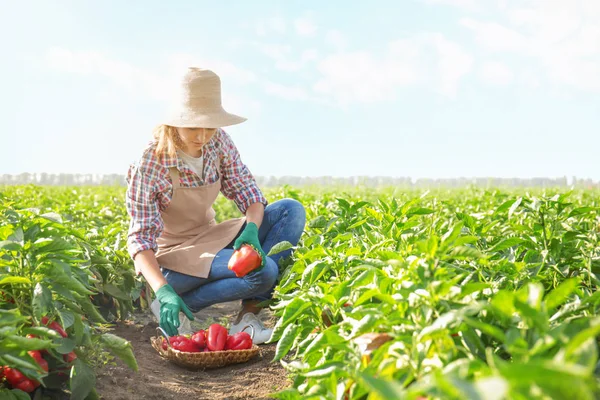 Exploitante agricole travaillant dans le champ — Photo