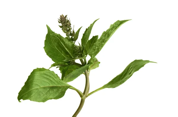 Fresh basil plant — Stock Photo, Image